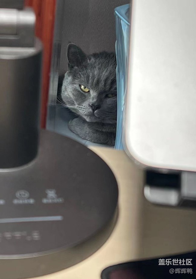 【溫暖前行】+一直陪伴我的貓咪