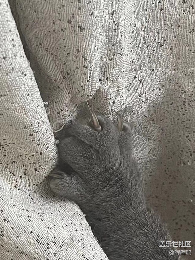 【溫暖前行】+一直陪伴我的貓咪