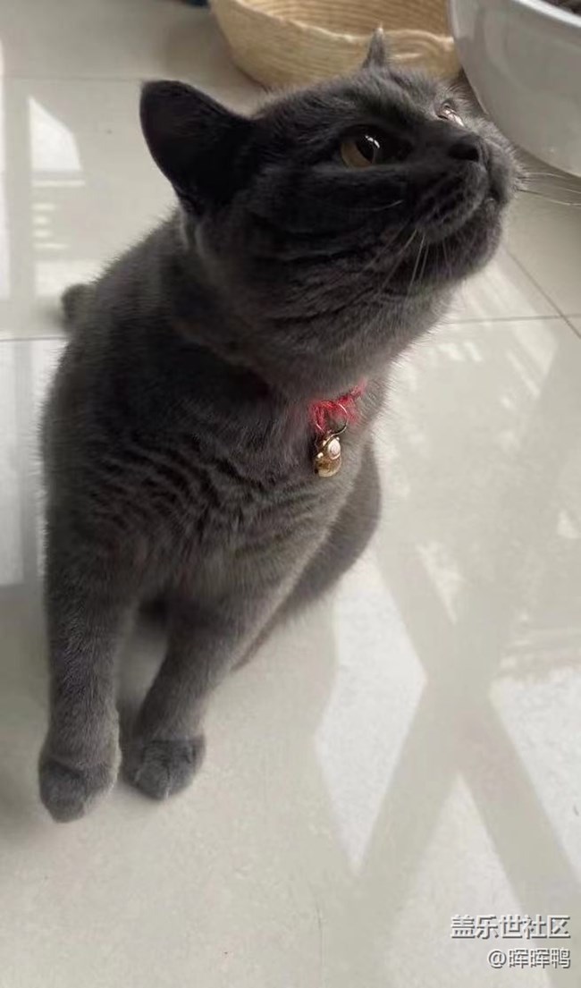 【溫暖前行】+一直陪伴我的貓咪