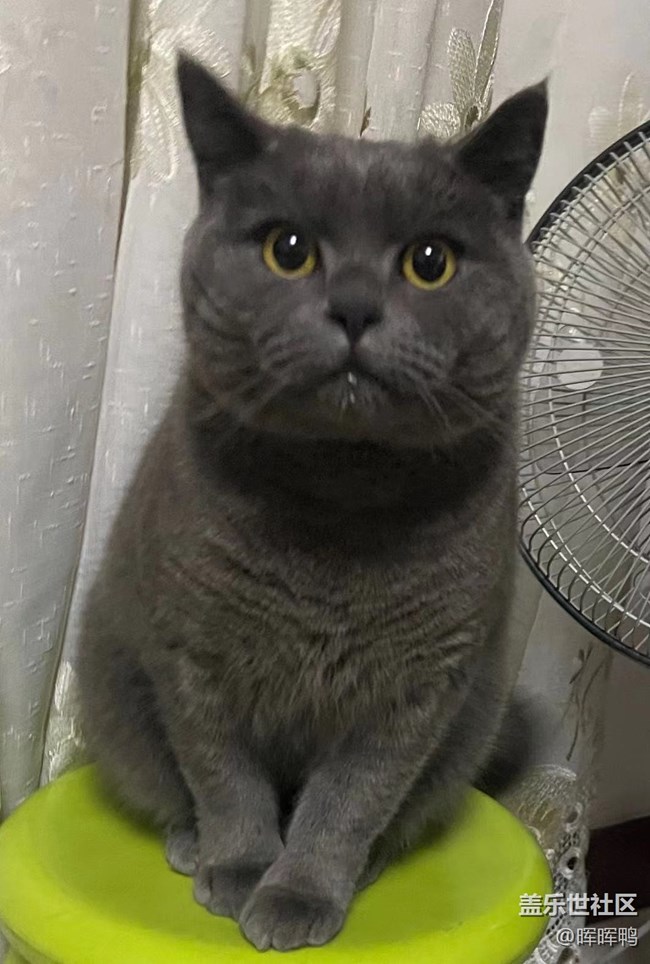 【溫暖前行】+一直陪伴我的貓咪