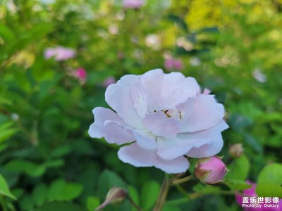 白三葉草