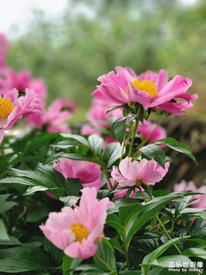 芍藥