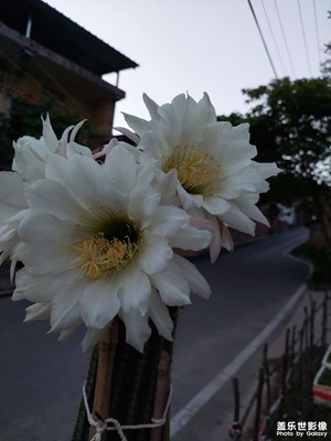 曇花一現(xiàn)