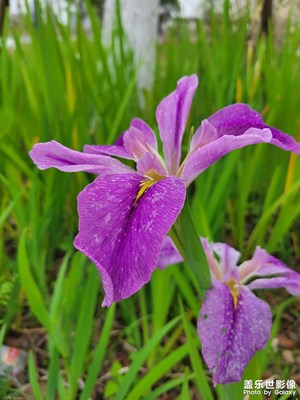 花花