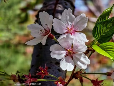 Galaxy S22Ultra   最后的春櫻