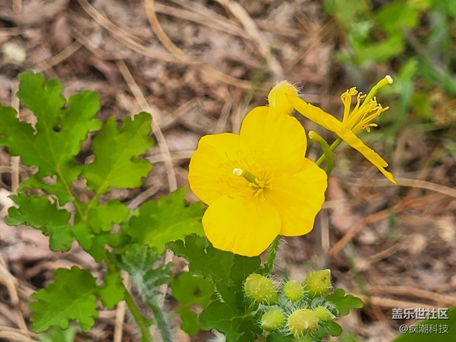 用手機(jī)隨手記錄生活，這花開的也太美了！