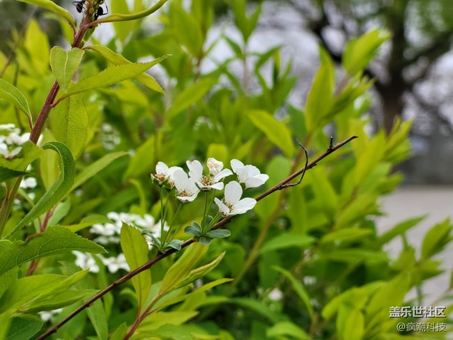 用手機(jī)隨手記錄生活，這花開的也太美了！