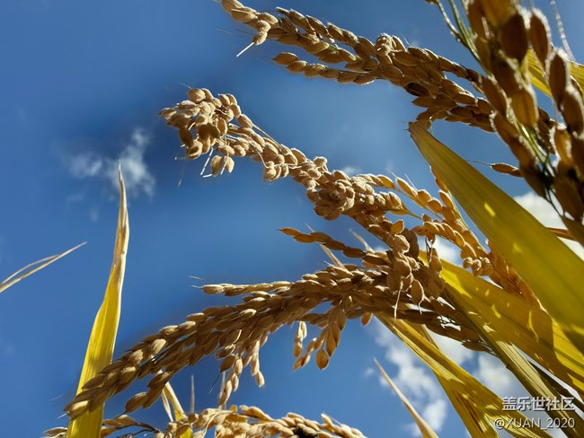 【食糧】+一粒米的故事