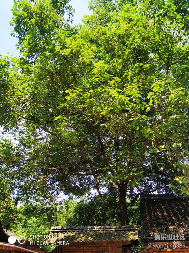 相機不對焦了，照出來是虛的。