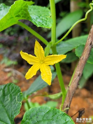 蔬菜和紫藤花