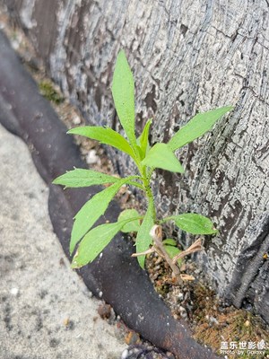 天臺(tái)野草