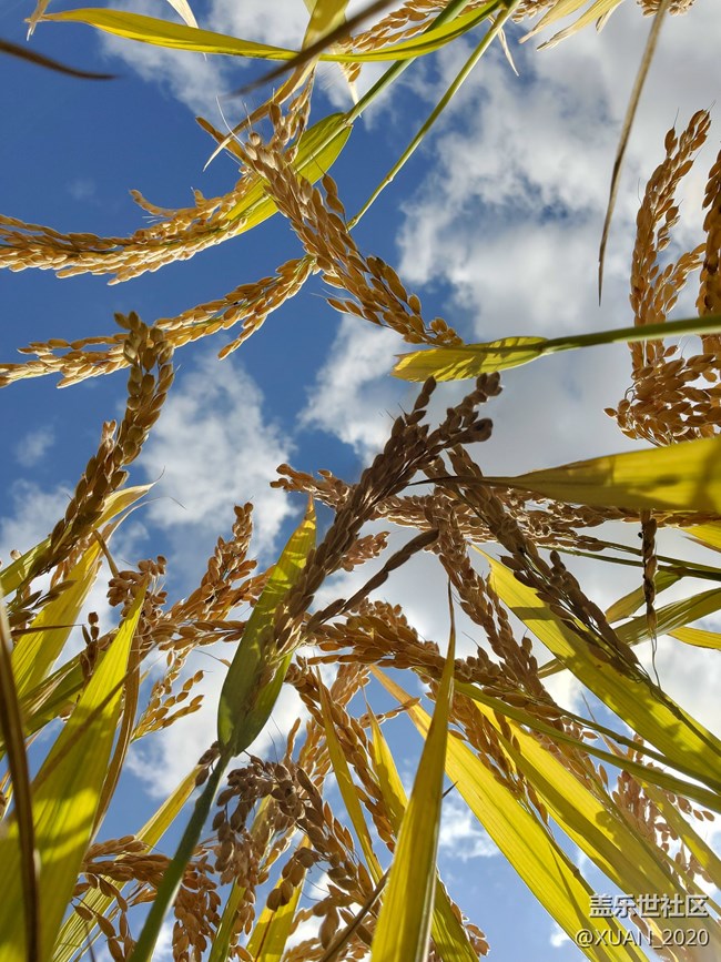 【食糧】+一粒米的故事