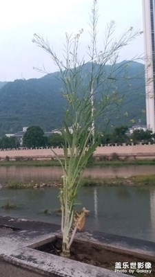 【夜城春】參天大菜