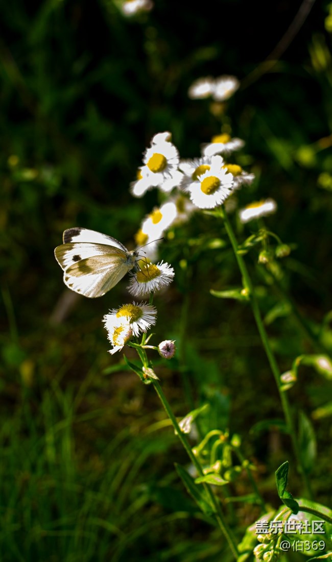 逝去的節(jié)日如白馬過澗