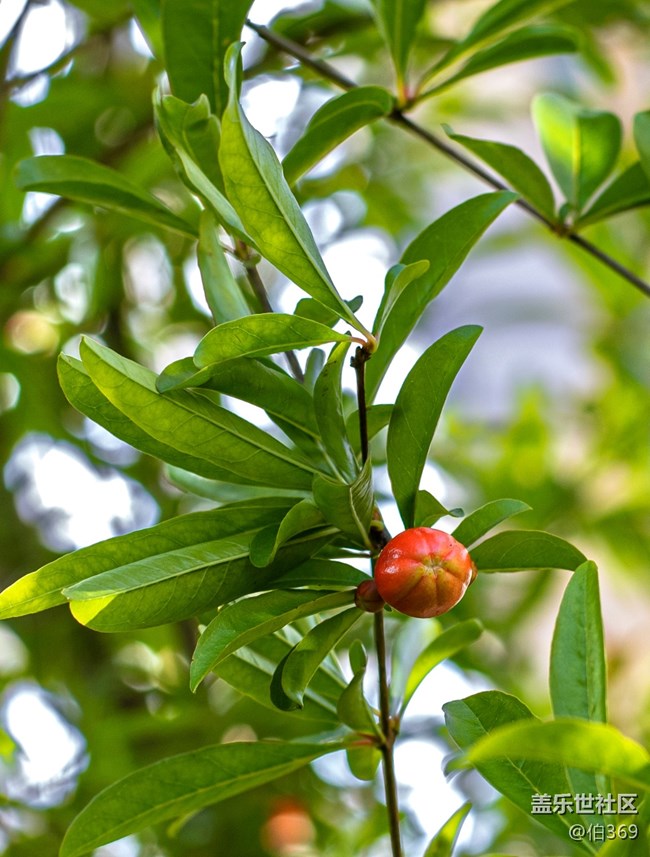 逝去的節(jié)日如白馬過澗