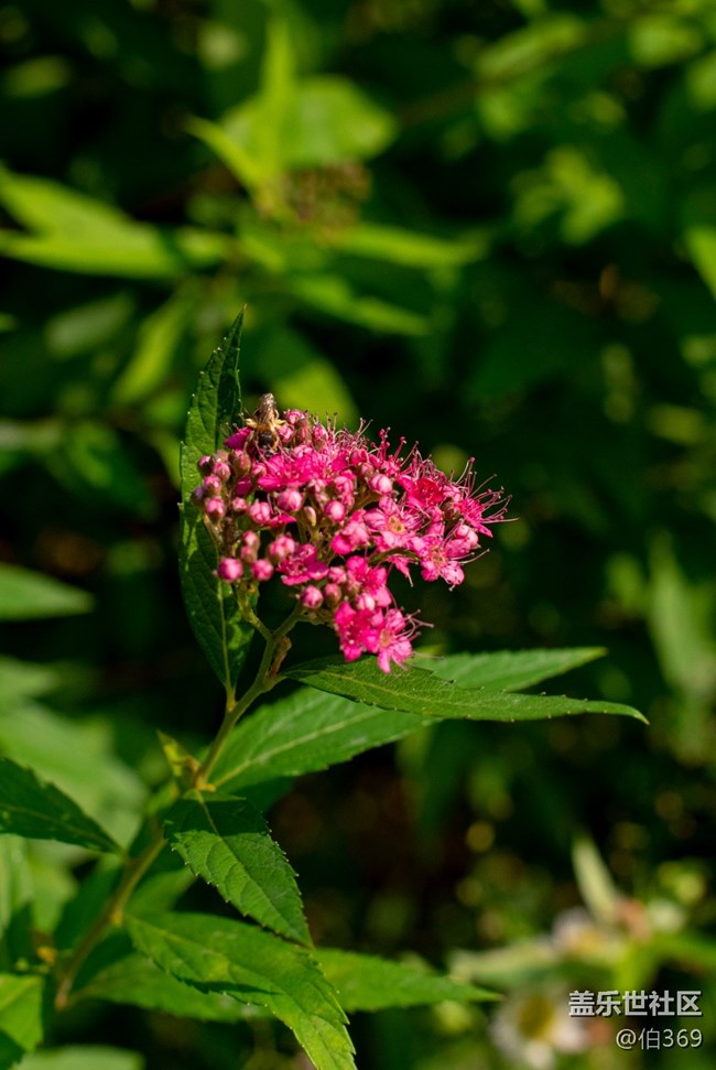 逝去的節(jié)日如白馬過澗