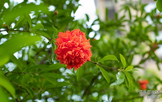 逝去的節(jié)日如白馬過澗