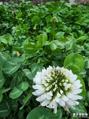 疫情期間小區(qū)的花花草草們
