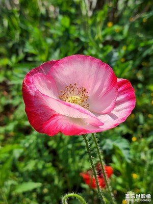 小小鮮花
