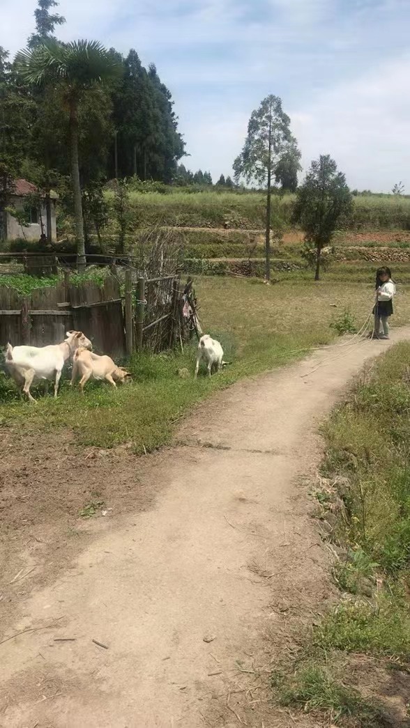 【這個(gè)寵物有點(diǎn)可愛(ài)】另類寵物