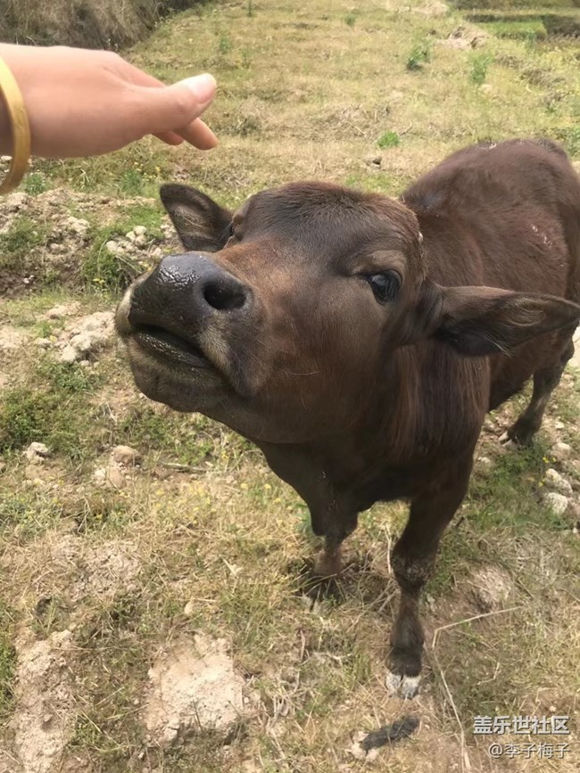 【這個(gè)寵物有點(diǎn)可愛(ài)】另類寵物