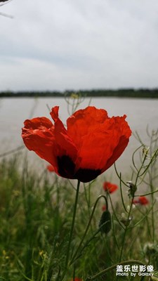 【時光正好】+花開不負春光