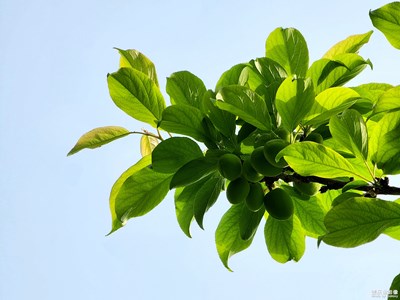 【時光正好】青杏