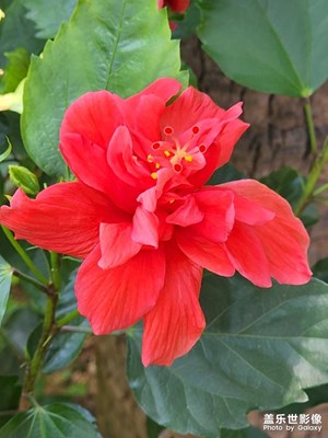 立夏，花千語(yǔ)