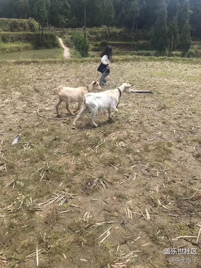 【這個(gè)寵物有點(diǎn)可愛(ài)】另類寵物