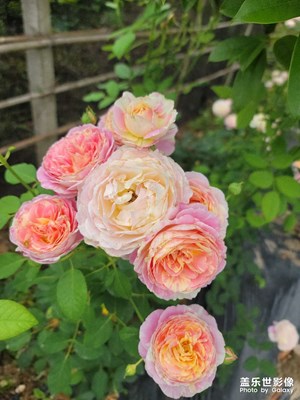 美麗的花朵