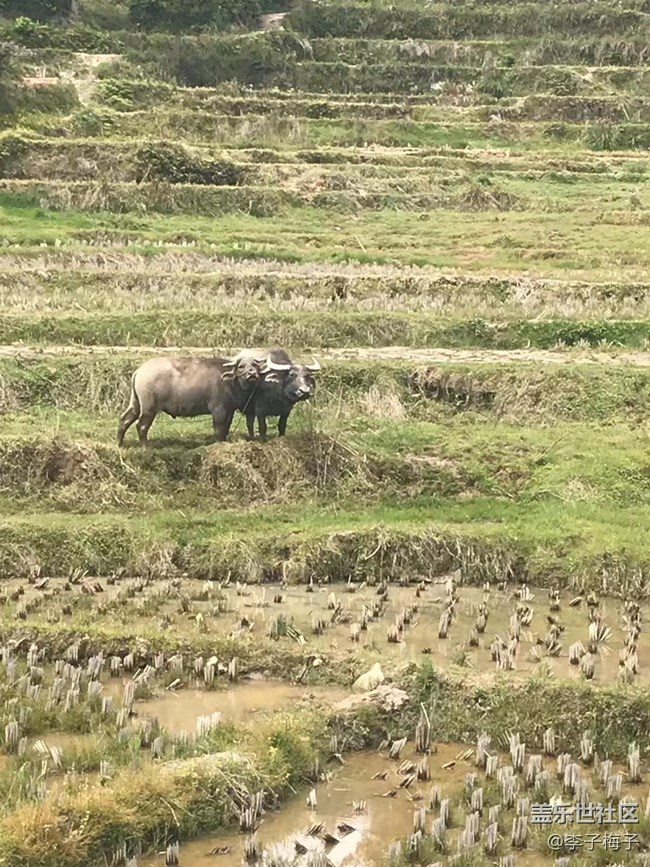 【這個(gè)寵物有點(diǎn)可愛(ài)】另類寵物