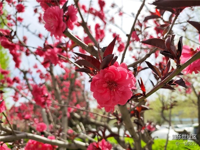 【五一春游日記】別樣的風光——小區(qū)游記