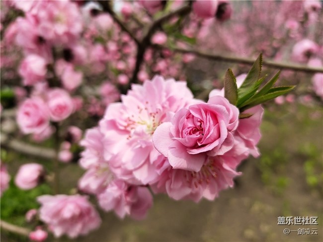 【五一春游日記】別樣的風光——小區(qū)游記