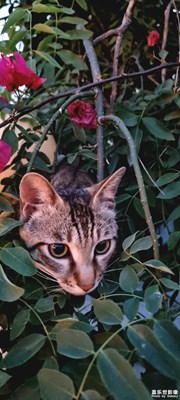 停不下來的三星拍攝S21Ultra香不香？