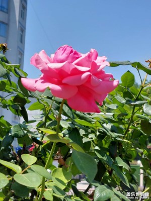 庭滿芳
