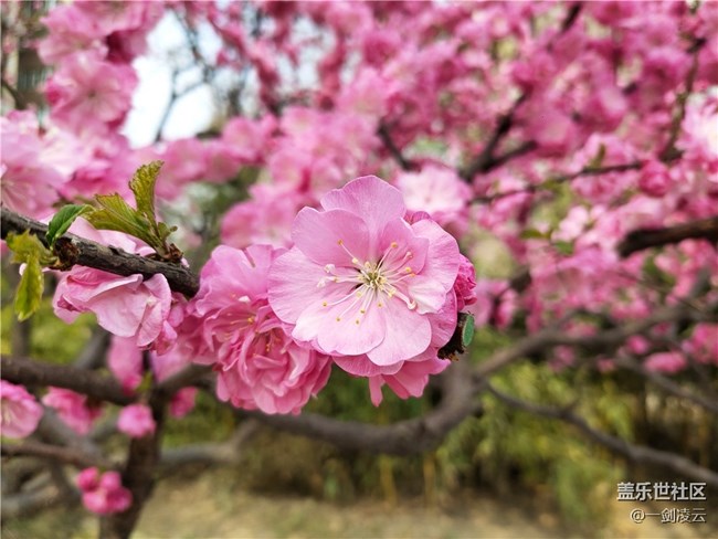 【五一春游日記】別樣的風光——小區(qū)游記