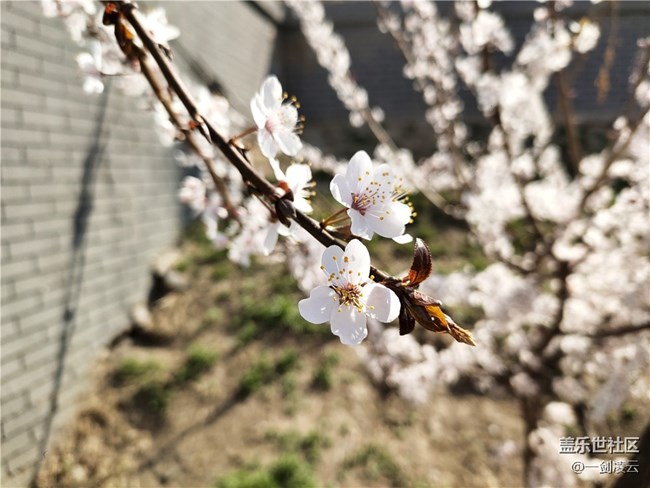 【五一春游日記】別樣的風光——小區(qū)游記