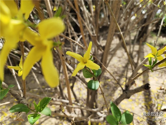 【五一春游日記】別樣的風光——小區(qū)游記