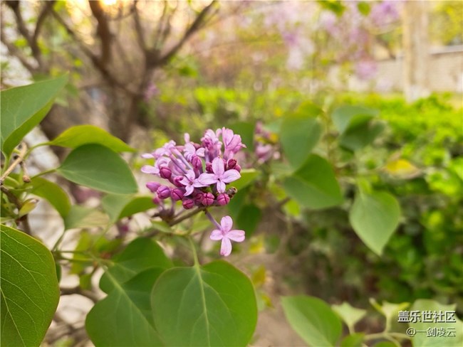 【五一春游日記】別樣的風光——小區(qū)游記