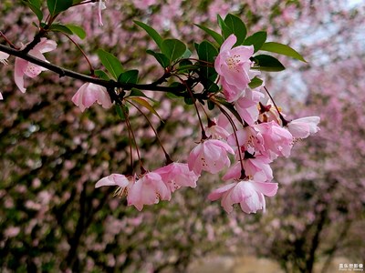 【时光正好】海棠花