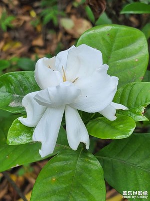 潔雅枝子花