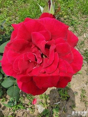 花花