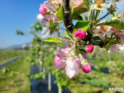 蘋(píng)果花