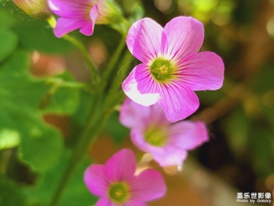 小花