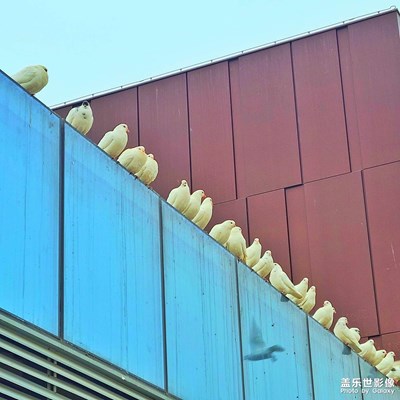 鴿子與建筑