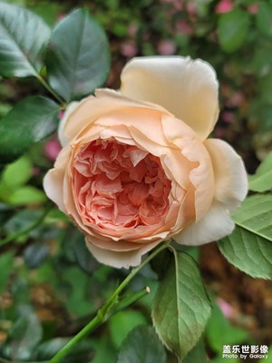 真宙月季花