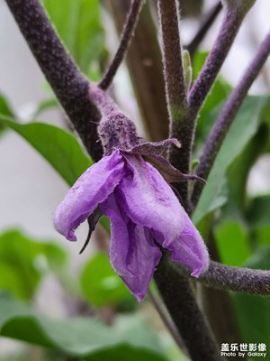 來(lái)幾張家門口的花花草草