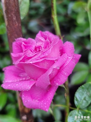 月季花