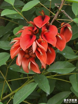雞冠刺桐花