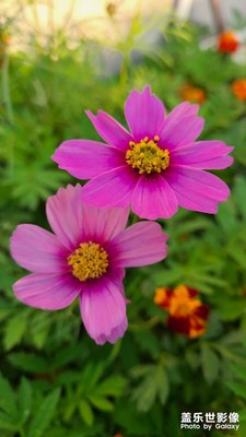 花兒開(kāi)